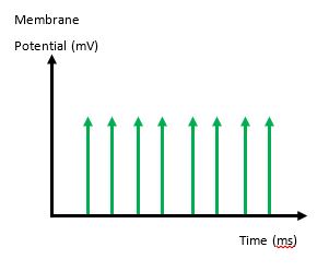 strongly stimulated membrane potential graph